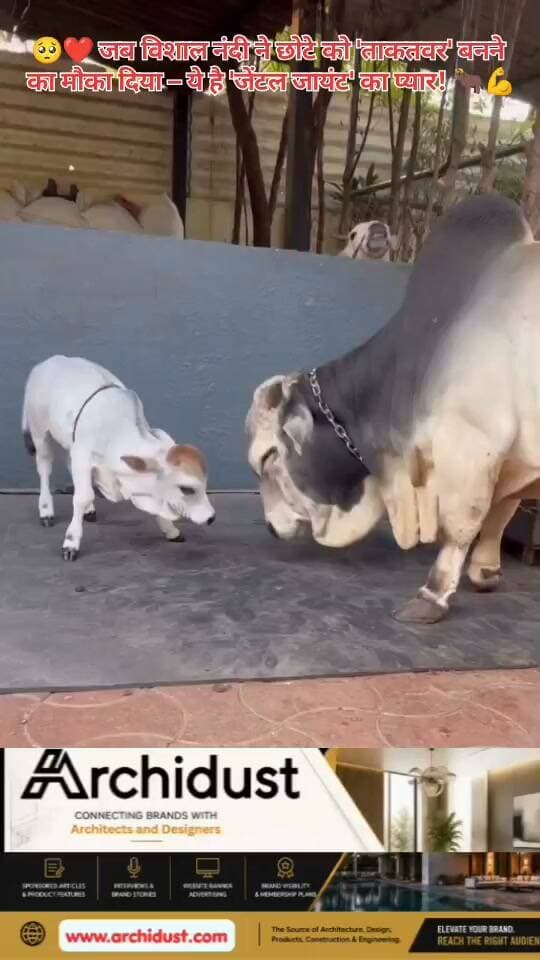 🐄 जब सबसे बड़ा, सबसे छोटे के सामने झुक जाता है... विशाल नंदी ने छोटे से बच्चे के साथ ऐसे खेला, जैसे वह दुनिया का सबसे मजबूत हो
👉 www.bharatnamanews.com
#GentleGiant #Nandi #Love #BabyAndAnimal #ViralVideo #Emotional #BharatNamaNews #हिंदीसमाचार #ताकत #प्यार #नंदी
