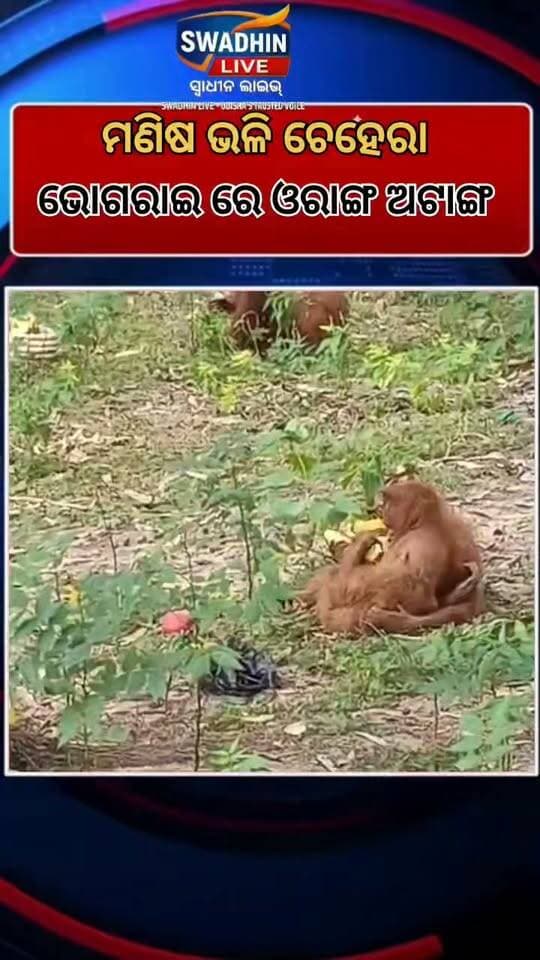 ଉଦୟପୁର ବନ ବିଭାଗ ପକ୍ଷରୁ ୫ଟି ଓରାଙ୍ଗଉଟାଙ୍ଗ ଠାବ l
ରଣକୋଠା ବଡ଼ପାହି ଝାଉଁ ଜଙ୍ଗଲ ଅଞ୍ଚଳରୁ ଠାବ ହୋଇଛନ୍ତି ୫ଟି ଓରାଙ୍ଗଉଟାଙ୍ଗ।ଉଦୟପୁର ବନ ବିଭାଗର ୧୦ଜଣିଆ ଟିମ୍ କଲା ଉଦ୍ଧାର l