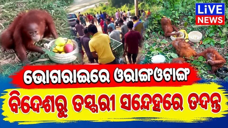 ବିରଳ ଜୀବ ଓରାଙ୍ଗଓଟାମ ଭୋଗରାଇରେ। ଦେଖନ୍ତୁ ଜୀବ ତସ୍କରୀ