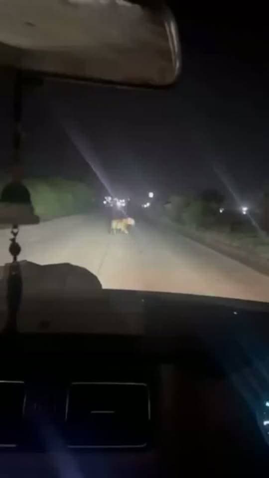 🐅 हाईवे पर बाघ की दस्तक!
भोपाल के पास अब्दुल्लागंज टोल और बंसल कॉलेज के बीच हाईवे पर बाघ घूमता हुआ नजर आया।
बताया जा रहा है कि यह बाघ रातापानी वन क्षेत्र से निकलकर हाईवे तक पहुंचा हो सकता है।
वीडियो सामने आने के बाद इलाके में दहशत और लोगों में उत्सुकता दोनों बढ़ गई हैं।
वन विभाग की नजर अब इस बाघ की मूवमेंट पर है। 🐅
आप भी हाईवे पर सावधान रहें और बाघ दिखे तो दूरी बनाए रखें।
#Tiger #Bhopal #Wildlife #MadhyaPradesh ##TimesMP
