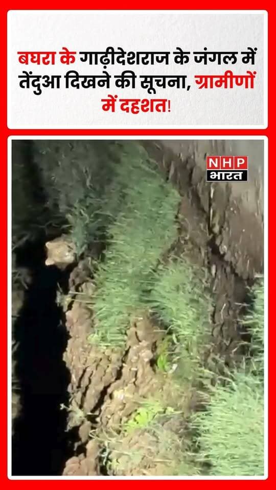 मुजफ्फरनगर के बघरा क्षेत्र में गाढ़ीदेशराज गांव के जंगलों में तेंदुआ दिखाई देने की सूचना से ग्रामीणों और किसानों में हड़कंप मच गया। सूचना मिलते ही बघरा चौकी इंचार्ज अमित चौधरी पुलिस टीम के साथ मौके पर पहुंचे और वन विभाग को भी जानकारी दी गई। पुलिस और वन विभाग की टीम ने जंगल क्षेत्र में पहुंचकर जायजा लिया।
बताया जा रहा है कि चरथावल क्षेत्र के रोनी हाजीपुर और पीपलशाह के जंगलों में भी पिछले कुछ दिनों से तेंदुआ दिखाई देने की चर्चा है। ग्रामीणों के मुताबिक, तेंदुए के डर से लोग खेतों में जाने से भी कतरा रहे हैं।
ग्रामीणों का दावा है कि वन विभाग की ओर से तेंदुए को पकड़ने के लिए कई बार पिंजरे लगाए गए, लेकिन अभी तक सफलता नहीं मिली है। करीब तीन-चार दिन पहले रोनी हाजीपुर गांव में रात के समय तेंदुआ दिखाई देने की सूचना के बाद ग्रामीणों में भय और बढ़ गया है।
पुलिस ने ग्रामीणों और किसानों से जंगल व खेतों में सावधानी बरतने और सतर्क रहने की अपील की है। वन विभाग की टीम भी तेंदुए की मौजूदगी को लेकर निगरानी कर रही है।
रिपोर्ट: अनिल पुंडीर | NHP भारत NEWS, चरथावल
.
.
.
.
#Muzaffarnagar #MuzaffarnagarNews #Baghra #Gadhideshraj #Charthawal #Leopard #LeopardAlert #LeopardSighted #LeopardInVillage #UPNews #UPForestDepartment #ForestDepartment #MuzaffarnagarBreaking #BaghraNews