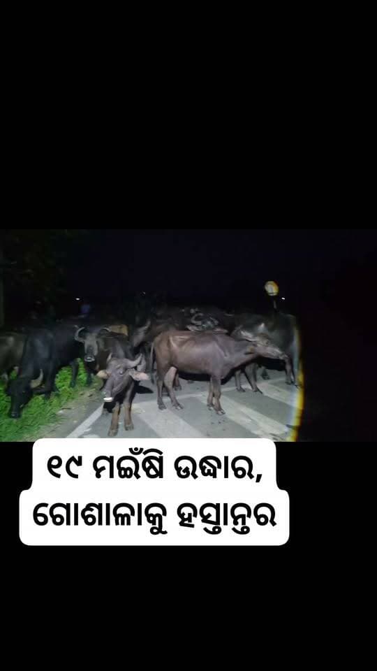 ପନଖିମାଲ୍: ୧୯ ମଇଁଷି ଉଦ୍ଧାର, ଗୋଶାଳାକୁ ହସ୍ତାନ୍ତର
ପନଖିମାଲ୍ କାଶିଆ ବସା ନିକଟରୁ ବେଆଇନ୍ ଭାବେ ଚାଲାଣ ହେଉଥିବା ୧୯ ଟି ମଇଁଷିଙ୍କୁ ଅଟକ ରଖାଯାଇଛି। ଉଦ୍ଧାର ପରେ ସମସ୍ତ ମଇଁଷିଙ୍କୁ ସୁରକ୍ଷିତ ଭାବେ 'ସୁରେଖା ଦେବୀ ଗୋଶାଳା'କୁ ହସ୍ତାନ୍ତର କରାଯାଇଛି।
#OdiaNews #AnimalRescue #Odisha #NewsUpdate