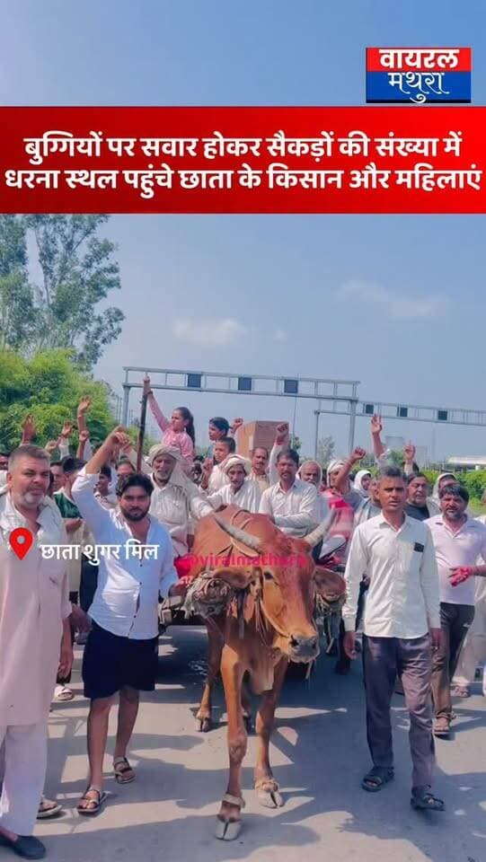 #मथुरा - छाता शुगर मिल धरना: बैलगाड़ियों और ट्रैक्टरों से उमड़ा कस्बा छाता का जनसैलाब, महिलाओं की भारी मौजूदगी
👉पारंपरिक साधनों के साथ छाता कस्बे से पहुंचे लोगों ने भरी हुंकार, प्रशासन के खिलाफ प्रदर्शन हुआ और अधिक मुखर
#viralmathura #mathuranews #chhatasugarmill #mathurapolice
