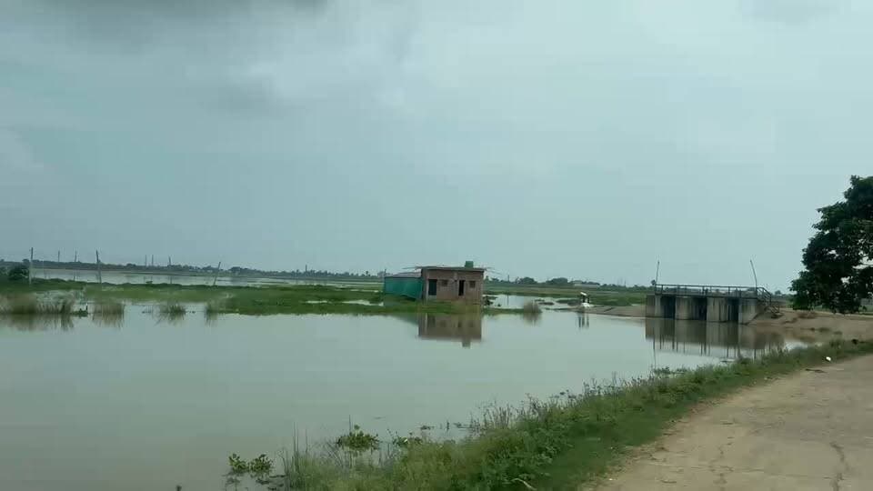 घोसवरी पैजान टाल में घुसा गंगा का पानी, सैकड़ों एकड़ फसल बर्बाद, किसान परेशान
घोसवरी प्रखंड के पैजान टाल इलाके में गंगा नदी का पानी घुसने से तबाही शुरू हो गई है। पानी घुसने से टाल में लगी धान, मक्का और सब्जी की फसल पूरी तरह क्षतिग्रस्त हो गई है। स्थानीय किसानों का कहना है कि इस बार बुवाई के बाद फसल अच्छी थी, लेकिन अचानक गंगा का पानी खेतों में घुस गया। देखते ही देखते सैकड़ों एकड़ फसल पानी में डूब गई।
#