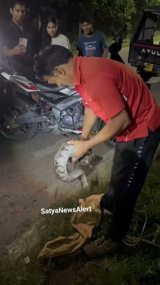 10-Foot Giant Python Spotted in Sector-15, Rourkela!
A massive 10-foot-long python was spotted emerging from a roadside drain near the house of Bipin Maharana, close to the OMFED area in Sector-15.
The sight of the giant snake created a buzz among locals. After residents spotted it, they immediately alerted a snake rescue team.
The rescue team quickly reached the spot and safely rescued the python. It was later released into the forest in a safe and suitable habitat.
Sector-15, Rourkela
10-Foot Python Rescued Safely
#Rourkela #Sector15 #PythonRescue #SnakeRescue #WildlifeRescue #Odisha #SatyaNewsAlert