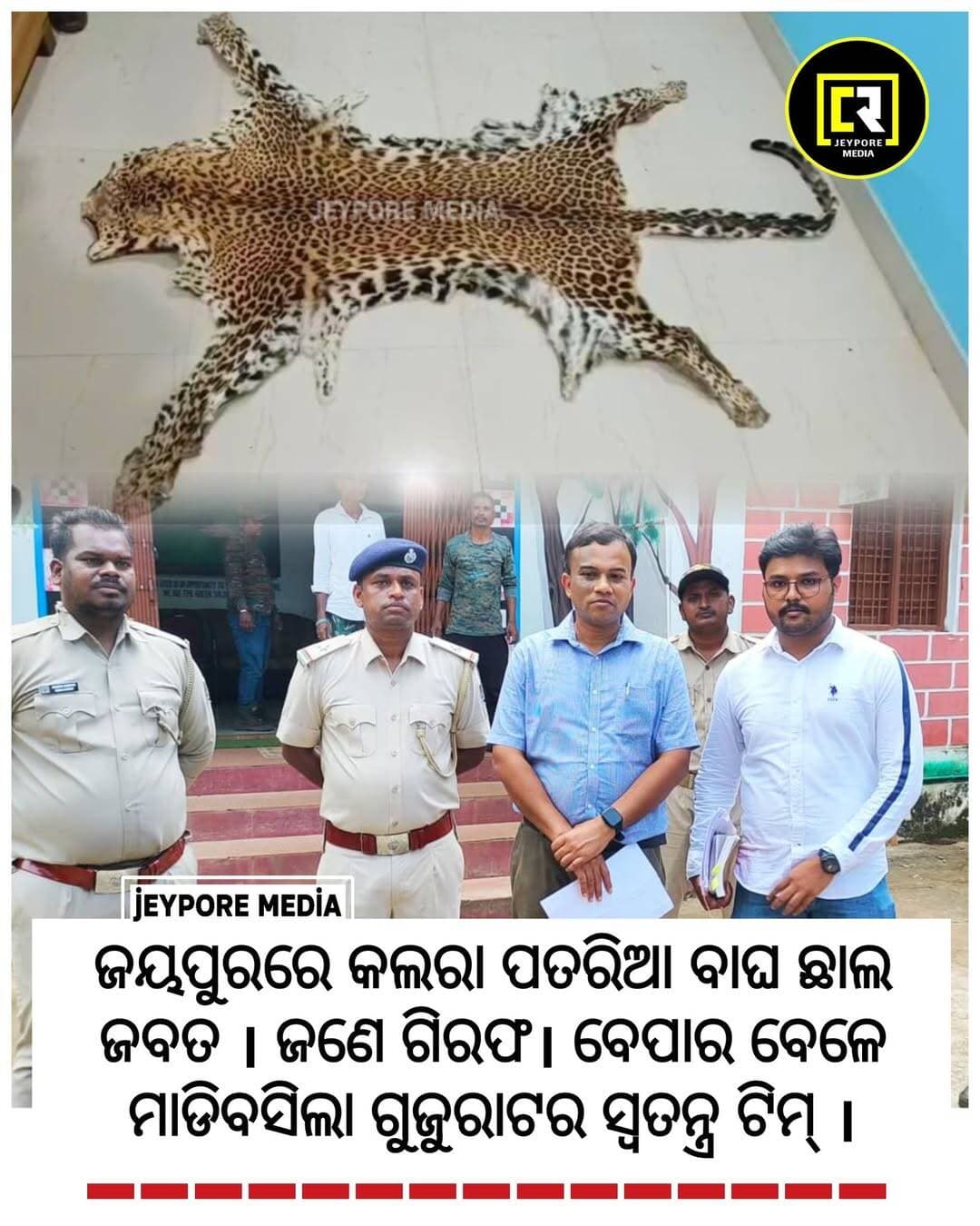 ଜୟପୁରରେ କଲରା ପତରିଆ ବାଘ ଛାଲ ଜବତ । ଚାଲାଣ ଅଭିଯୋଗରେ ସ୍ଥାନୀୟ ଅଞ୍ଚଳ ବିଭୂତି ପାତ୍ର ଗିରଫ। ବେପାର ବେଳେ ମାଡିବସିଲା ଗୁଜୁରାଟର ସ୍ବତନ୍ତ୍ର ଟିମ୍ । ଜୟପୁର ବନ ବିଭାଗର ସୂଚନା ।
