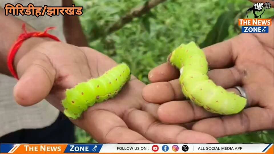 गिरिडीह:बेंगाबाद में तसर उत्पादन से संवर रही किसानों की तकदीर! पारंपरिक हुनर और वैज्ञानिक तकनीक के जरिए रेशम का यह सफर लाखों की कमाई और आत्मनिर्भरता का जरिया बना है।
#Giridih #Bengabad #BengabadNews #GiridihNews #JharkhandNews #Jharkhand #TasarProduction #TasarSilk #TasarFarming #SilkFarming #FarmersOfJharkhand #JharkhandFarmers #Kisan #KisanNews #किसान #तसरउत्पादन #तसररेशम #किसानकीकमाई #आत्मनिर्भरभारत #ग्रामीणविकास #रोजगार #स्वरोजगार #गांवकीतरक्की #झारखंडकीखबर #JharkhandViral #ViralNews #NewsUpdate #BreakingNews #Giridih #Bengabad #GiridihNews
#NewsUpdate