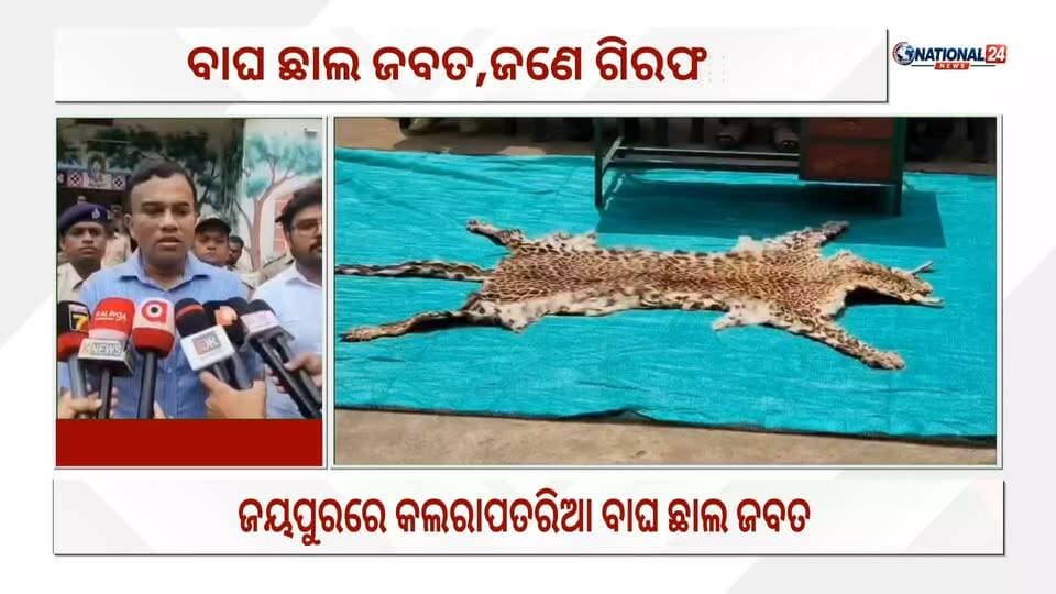 ଜୟପୁରରେ କଲରାପତରିଆ ବାଘ ଛାଲ ଜବତ,ଜଣେ ଗିରଫ #Jeypore #National24_News