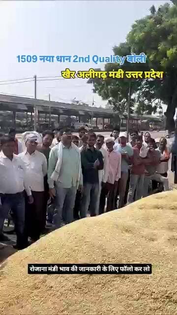 1509 नया धान 2nd Quality बोली #mandibhavtoday #dhanbhav