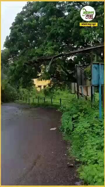 Dapoli news दापोलीत मोठे आंब्याचे झाड कोसळले #tree #rain #ratnagiri #kokankattanews #shorts