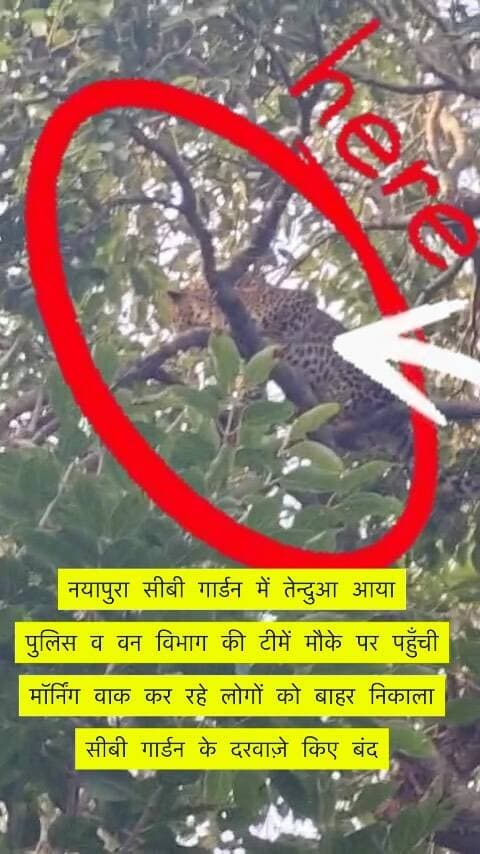 Kota braking….
नयापुरा सीबी गार्डन में तेन्दुआ आया
पुलिस व वन विभाग की टीमें मौके पर पहुँची
मॉर्निंग वाक कर रहे लोगों को बाहर निकाला
सीबी गार्डन के दरवाज़े किए बंद