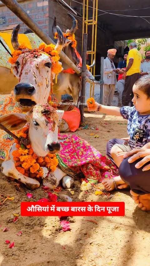🚩😍 #औसियां में #बच्छ_बारस के दिन पूजा। 🚩😀
#gomata #trending #rajasthan
Explore explorepage viralvideos gaumata cow