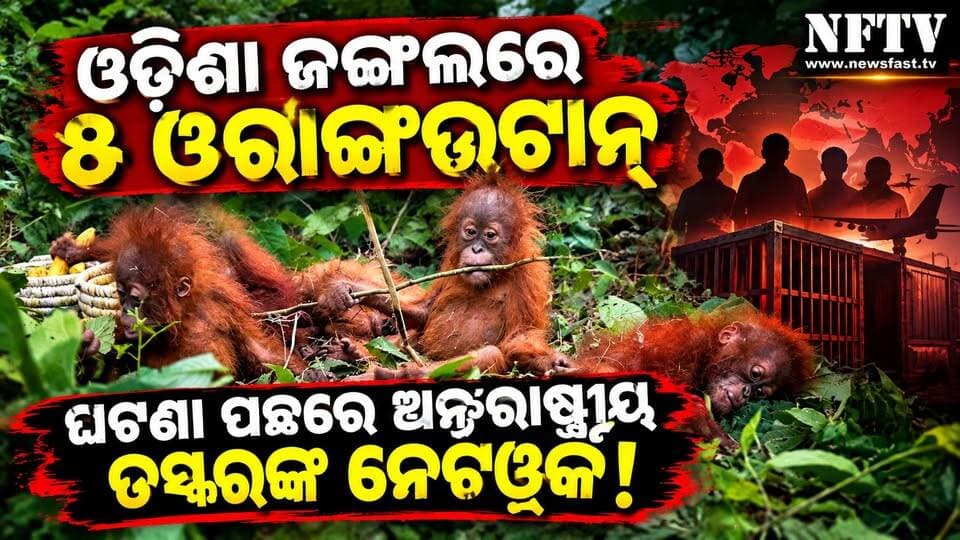 ଓଡ଼ିଶା ଜଙ୍ଗଲରେ ୫ ଓରାଙ୍ଗଉଟାନ୍
#Orangutan #Odisha #Balasore #Bhograi #Bichitrapur #Wildlife #WildlifeTrafficking #InternationalWildlifeTrafficking #WildlifeCrime #WCCB #OdishaNews #BreakingNews #NFTV