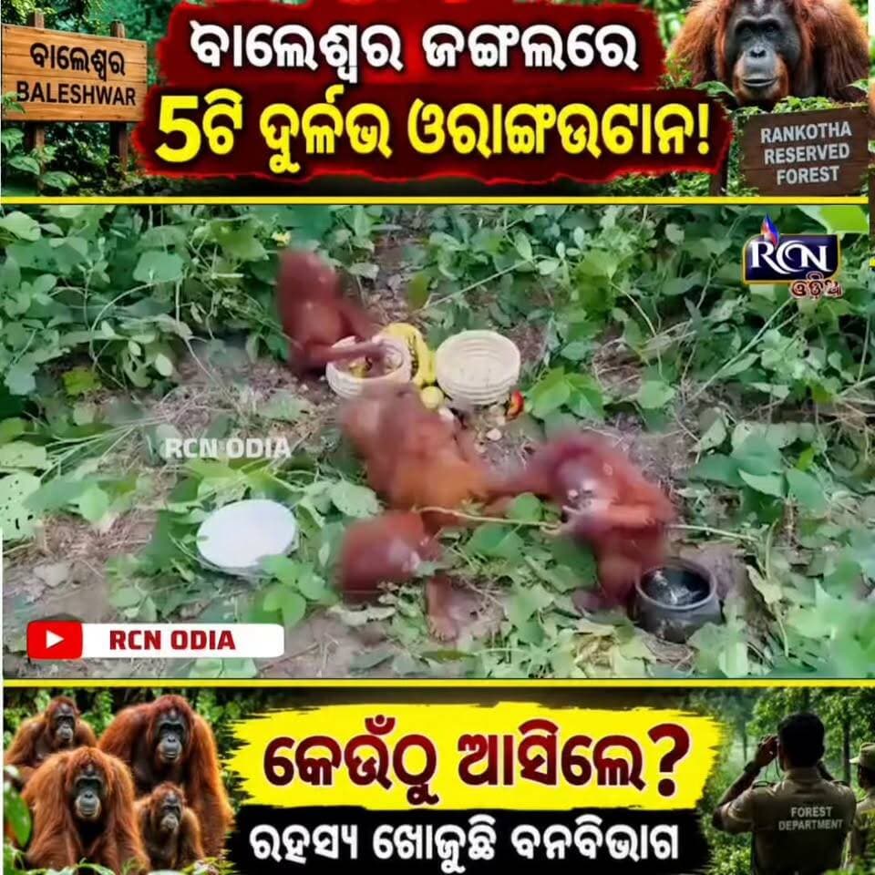 🚨 ବାଲେଶ୍ୱର ଜଙ୍ଗଲରେ ୫ଟି ଦୁର୍ଲଭ ଓରାଙ୍ଗଉଟାନ! 🦧🌳
ଓଡ଼ିଶାର ଜଙ୍ଗଲରେ ଏମାନେ କେଉଁଠୁ ଆସିଲେ? 🤔
ଘଟଣାକୁ ନେଇ ତଦନ୍ତ ଆରମ୍ଭ କରିଛି ବନବିଭାଗ। 🚨
👉 ଆପଣଙ୍କ ମତ କଣ? କମେଣ୍ଟରେ ଜଣାନ୍ତୁ!
🔄 ଖବରଟି ସେୟାର କରନ୍ତୁ।
#OdishaNews #Baleshwar #Orangutan #OdishaForest #BreakingNews #ViralNews #RCNOdia
