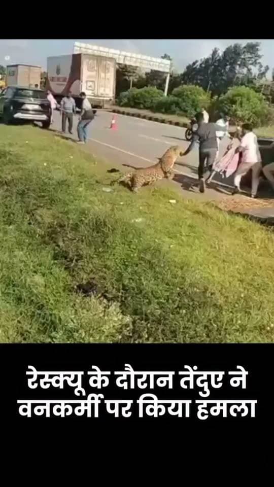 कर्नाटक के दावणगेरे में हाईवे पर कार की चपेट में आए तेंदुए के रेस्क्यू के दौरान वन विभाग के एक अधिकारी पर हमला हो गया। वनकर्मियों ने मौके पर पहुंचकर तेंदुए को ट्रैंक्विलाइज किया, लेकिन गहरी बेहोशी में जाने से पहले उसने एक अधिकारी पर झपट्टा मार दिया। हमले में अधिकारी घायल हो गया। हादसे में घायल तेंदुए को इलाज के लिए अस्पताल भेजा गया है। वन विभाग की टीम ने तेंदुए को सफलतापूर्वक रेस्क्यू कर सुरक्षित कर लिया।
हालांकि, अमर उजाला इस वीडियो की पुष्टि नहीं करता है।
Source: Social Media (x)
#karnataka #viral