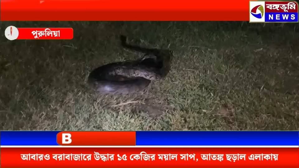 আবারও বরাবাজারে উদ্ধার ১৫ কেজির ময়াল সাপ, আতঙ্ক ছড়াল এলাকায়