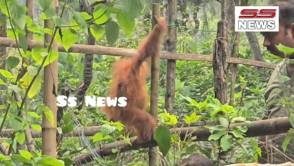 ବାଲେଶ୍ବର ଜଙ୍ଗଲରେ ୫ ଓରାଙ୍ଗଉଟାନ ଠାବ
#SSnews #Odisha #treanding #orangutans #OdishaWildlife #forest #wildliferescue #wildlife #