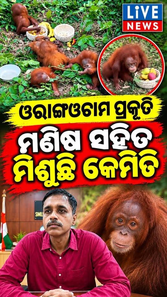 ଓରାଙ୍ଗଓଟାମ ମଣିଷ ସହିତ ମିଶୁଛି କାହିଁକି ଦେଖନ୍ତୁ #fortest #orangotam #animal #odisha #livenews #breakingnews