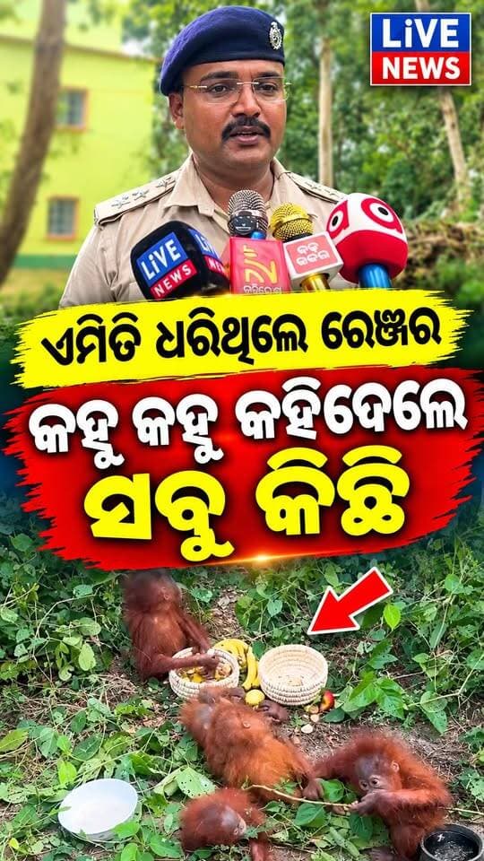 କେଉଁଠୁ ଆସିଲେ ? କେମିତି ଉଦ୍ଧାର କରାଗଲା ଓରାଙ୍ଗଓଟାମ ଶୁଣନ୍ତୁ #fortest #orangotam #animal #odisha #livenews #breakingnews