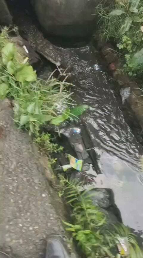 शाहजहांपुर के रिहायशी इलाके में घुसा मगरमच्छ, नाले में तेजी से भागा, लोग वीडियो बनाते रहे; अब बच्चों को बाहर भेजने से डर रहे लोग
यूपी के शाहजहांपुर में रिहायशी इलाके बाडूजई फस्ट मोहल्ले में लाल इमली चौराहे से ईदगाह मोड़ को जाने वाली सड़क पर स्थित विजया बैंक के पास नाले में दिखा मगरमच्छ । नाले में मगरमच्छ को भागते देख भयभीत हुए मोहल्ले वाले। मगरमच्छ को भगाने के लिए इकट्ठी हुई लोगों की भीड़।