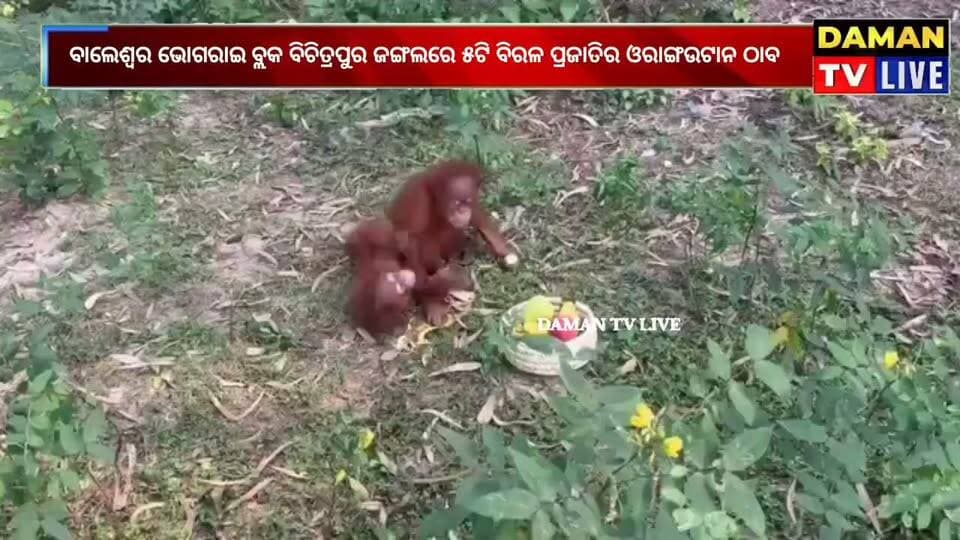 ବାଲେଶ୍ୱର ଭୋଗରାଇ ବ୍ଲକ ବିଚିତ୍ରପୁର ଜଙ୍ଗଲରେ ୫ଟି
ବିରଳ ପ୍ରଜାତିର ଓରାଙ୍ଗଉଟାନ ଠାବ ସାଧାରଣତଃ ଓଡ଼ିଶାରେ ଏ ଜୀବ ଦେଖା ଯାଆନ୍ତି ନାହିଁ, ତେବେ ଏହା କେଉଁଠୁ ଆସିଲେ ଜାଣିବାକୁ ବାକି ରହିଲା#damantv