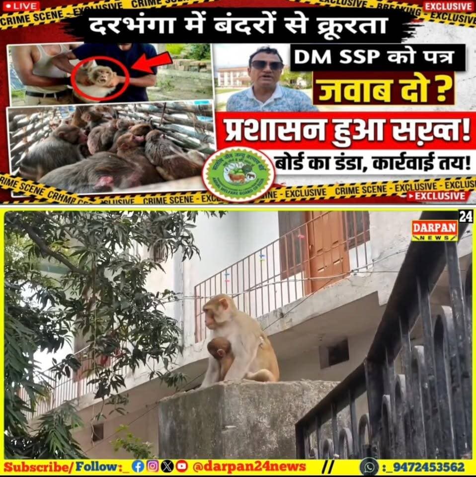 दरभंगा में बंदर को क्रूरता से पकड़ने का मामला पहुंचा भारतीय जीव जंतु कल्याण बोर्ड
बोर्ड ने दरभंगा जिलाधिकारी और SSP को पत्र लिखकर जांचों उपरांत कार्रवाई करने का निर्देश दिया है और कार्रवाई की पूरी रिपोर्ट से बोर्ड को अविलंब अवगत करवाने को कहा गया है
