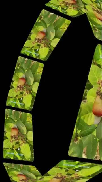 🔥 Cashew Fruit Farming 🌱 | କାଜୁ ଗଛରେ ଏମିତି ଫଳ ହୁଏ? 😱🥜 | Cashew Farming in Odisha #farming #farmer