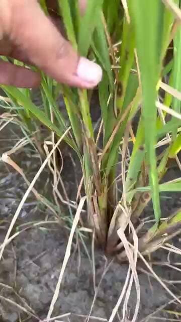 🌾धान में शीथ ब्लाइट का खतरा! 😱 बाली निकलने से पहले ये काम जरूर करें😱 #shorts