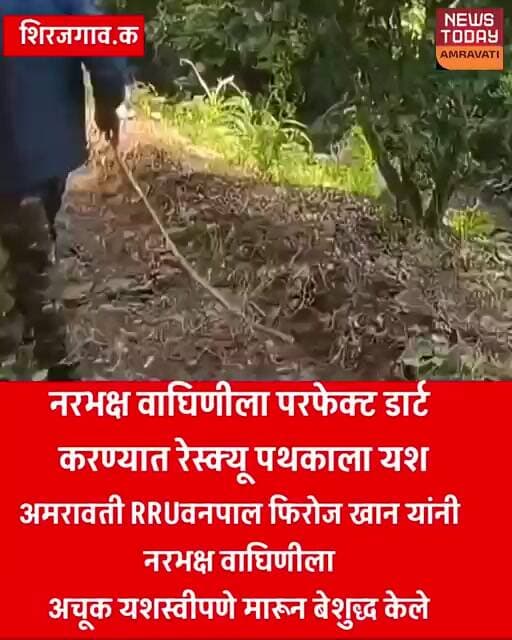 नरभक्षक वाघिणीला परफेक्ट डार्ट! 🐅🎯रेस्क्यू पथकाला वाघिणीला बेशुद्ध करण्यात यश नागरिकांना मोठा दिलासा