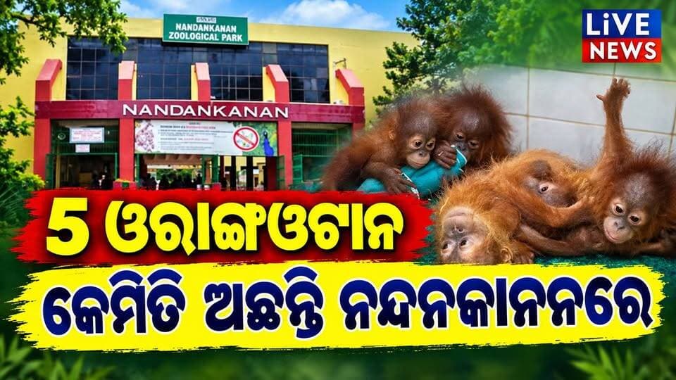ନନ୍ଦନକାନନରେ ଦେଖନ୍ତୁ କେମିତି ଅଛନ୍ତି 5ଟି ଓରାଙ୍ଗଓଟାନ୍