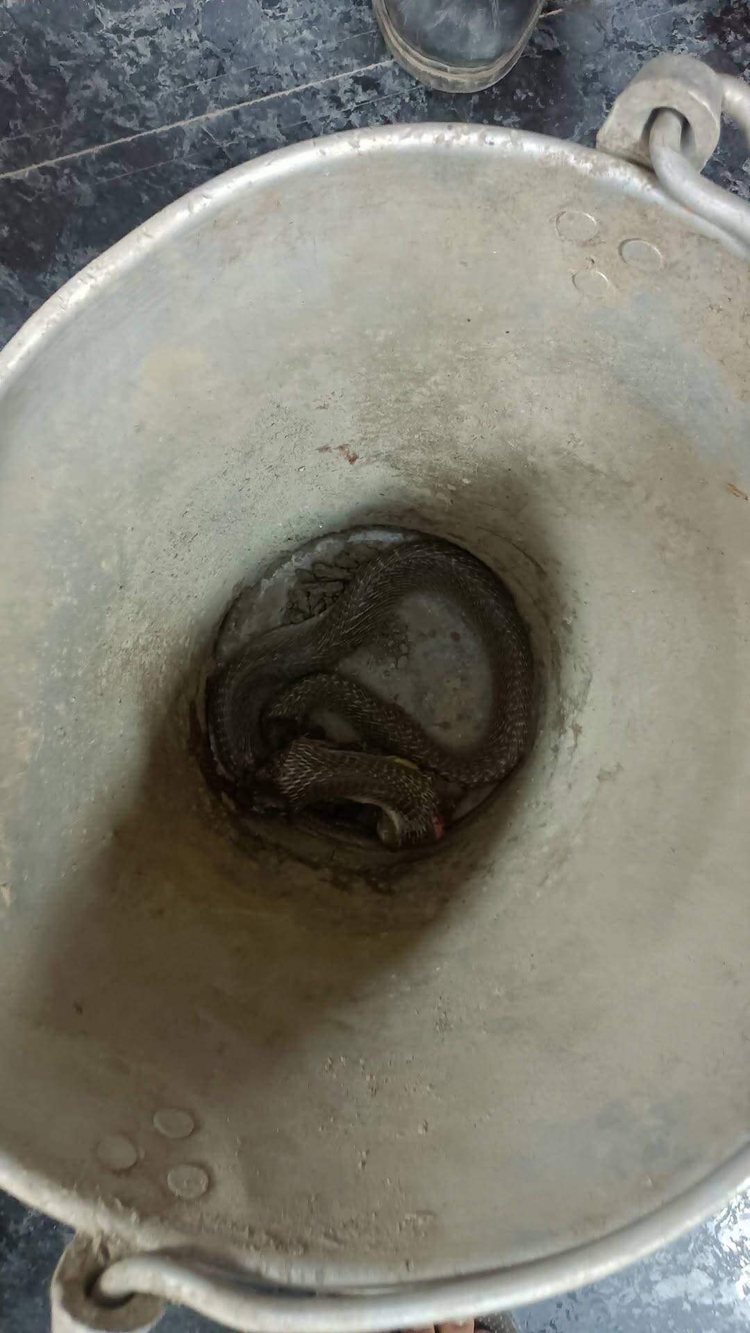 साहेबपुरकमाल (नानी घर) मे सांप काटने पर परिजन - सांप को बाल्टी में सदर अस्पताल, बेगूसराय ले आये...