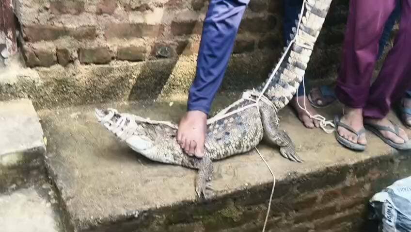 पकड़ा गया शिकारी मगरमच्छ_धमना गांव के बीच तालाब में मगरमच्छ की दस्तक से दहशत में थे ग्रामीण_*
_कई दिनों से तालाब में डेरा जमाए मगरमच्छ को वन विभाग की टीम ने किया रेस्क्यू_
_मगरमच्छ पकड़े जाने के बाद ग्रामीणों ने ली राहत की सांस_
पिछले साल धमना से जुड़े सराय टोरिया नाले में मगरमच्छ ने मछुआरे का किया था शिकार,घटना के बाद से ग्रामीणों में बना हुआ था डर_