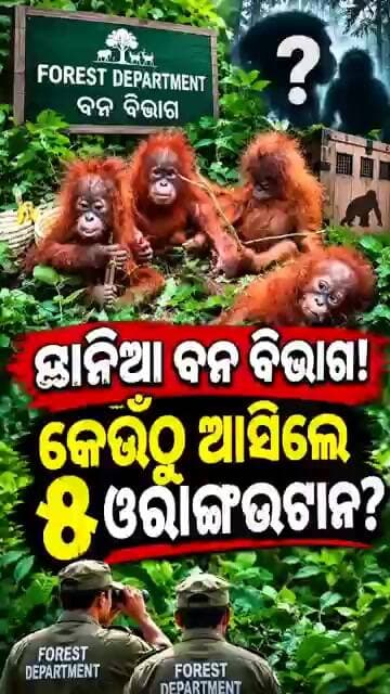 କେଉଁଠୁ ଆସିଲେ ୫ ଓରାଙ୍ଗଉଟାନ?ଛାନିଆ ବନ ବିଭାଗ!॥#OrangutanSmuggling #InternationalSmuggling #balasore