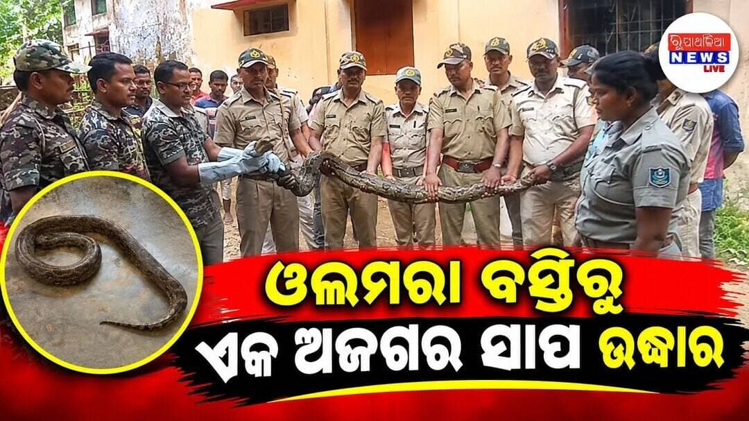 ଜଳେଶ୍ୱର ବ୍ଲକ ରାଇବଣିଆ ଥାନା ଅନ୍ତର୍ଗତ ଓଲମରା ବସ୍ତିରୁ ଏକ ଅଜଗର ସାପ ଉଦ୍ଧାର ll BASTA NEWS