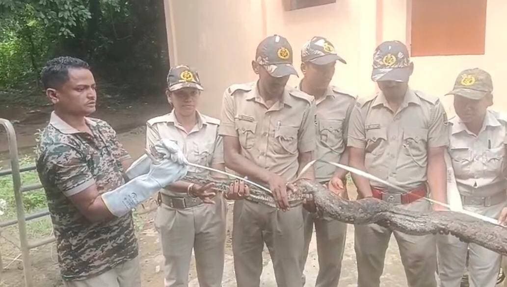ରାଇବଣିଆ ଥାନା ଅନ୍ତର୍ଗତ ଓଲମରା ବସ୍ତିରୁ ଏକ ଅଜଗର ସାପ ଉଦ୍ଧାର
CMO Odisha Surajtv Surajtv Odia