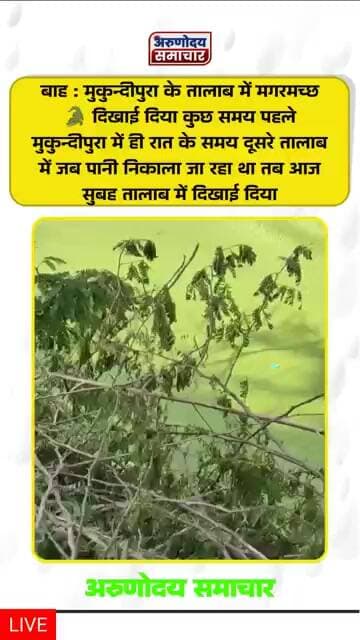 बाह के मुकुन्दीपुरा के तालाब में मगरमच्छ 🐊 दिखाई दिया
