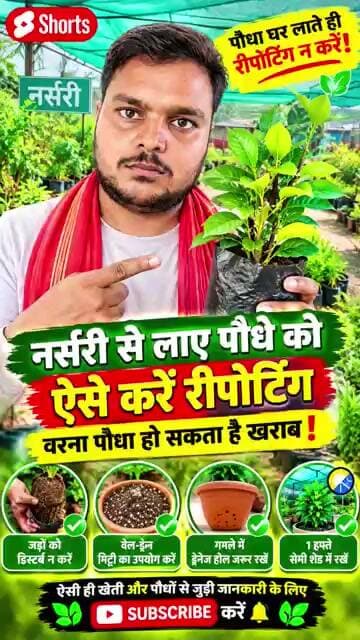 नर्सरी से लाए पौधे को गमले में लगाने का सही तरीका !🤔 ✅️ #shorts #podha #plant