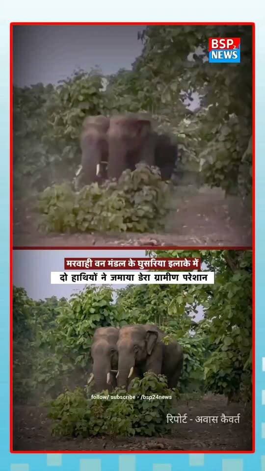 🐘 मरवाही में हाथियों का आतंक! घुसारिया में दो हाथियों ने जमाया डेरा, फसलों और घरों को नुकसान से ग्रामीण दहशत में। रातभर जागकर कर रहे घरों की रखवाली।
#Marwahi #Elephant #GPM #Chhattisgarh #BreakingNews