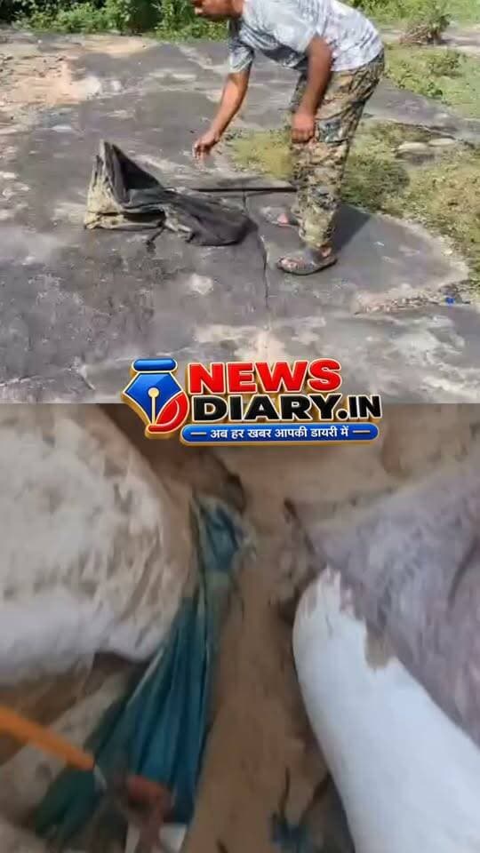 कोडरमा के बोनाकाली के समीप फैक्ट्री से निकला अजगर, वन विभाग ने किया रेस्क्यू
बोनाकाली के समीप एक फैक्ट्री में अजगर सांप निकलने की सूचना पर वन विभाग की टीम मौके पर पहुंची और सुरक्षित रेस्क्यू कर लिया। इस दौरान वनरक्षी छत्रपति शिवाजी, वनकर्मी अशोक साव, गोपाल यादव एवं शंभू राम मौजूद रहे।