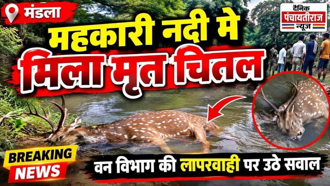 Lamta wildlife |लामता महकारी नदी मे मिला मृत चितल | #wildanimals #balaghatnews