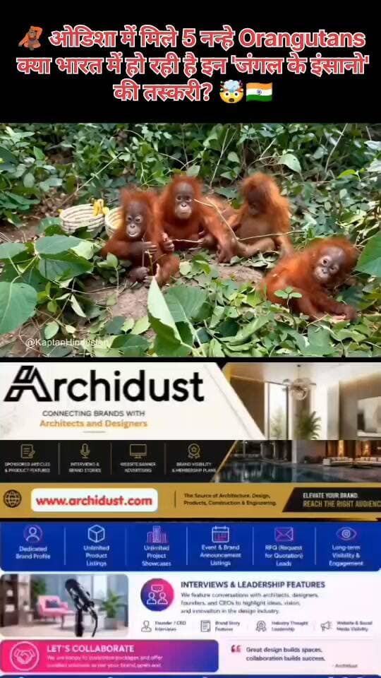 ओडिशा (Odisha) के बालेश्वर (Baleshwar) जिले के जंगलों में 5 नन्हे Orangutans (ओरांगुटान) मिलने की खबर ने हर किसी को चौंका दिया है। 😲
क्यों है ये इतना हैरान करने वाला? 🧐
· Orangutans (ओरांगुटान) केवल बोर्नियो (Borneo) और सुमात्रा (Sumatra) – यानी इंडोनेशिया (Indonesia) और मलेशिया (Malaysia) के जंगलों में पाए जाते हैं – जो भारत से 3,000 KM दूर हैं।
· वे अत्यंत लुप्तप्राय (Critically Endangered) प्रजाति हैं, जिनकी अवैध तस्करी (Illegal Trafficking) को न्यूजीलैंड की कानूनी सूची में भी गंभीर अपराध माना गया है ।
· सवाल: फिर ये ओडिशा के जंगलों में कैसे पहुंचे?
क्या हो रहा है? 🤔
· अंतरराष्ट्रीय वन्यजीव तस्करी (International Wildlife Trafficking) का बड़ा नेटवर्क – जिसमें बैंकॉक, कुआलालंपुर से होकर भारत के एयरपोर्ट (मुंबई, बेंगलुरु, चेन्नई) तक का सिलसिला है।
· म्यांमार (Myanmar) के रास्ते मिजोरम (Mizoram) होते हुए सड़क मार्ग से देश के अलग-अलग हिस्सों में भेजा जा रहा है।
· ब्लैक मार्केट में एक Orangutan के बच्चे की कीमत लाखों से करोड़ों रुपये तक है।
· भारत के अमीर शौकीनों – जो विदेशी जानवरों को पालना या नुमाइश के लिए रखना चाहते हैं – उनके बीच मांग तेजी से बढ़ी है।
क्या है इसका खतरा? 😨
· वन्यजीव तस्करी (Wildlife Crime) – दुनिया का चौथा सबसे बड़ा अवैध कारोबार है – ड्रग्स, हथियार और मानव तस्करी के बाद ।
· 2025 के 9 महीनों में भारत में 202 वन्यजीव अपराध (Wildlife Crime) की घटनाएं दर्ज की गईं, जिनमें 51 विदेशी प्रजातियों की तस्करी (Exotic Smuggling) के मामले थे ।
· अक्टूबर 2025 में नई दिल्ली के IGI एयरपोर्ट पर 2 Orangutans जब्त किए गए ।
· Orangutans – 'जंगल के इंसान' – जिनका DNA इंसानों से 97% तक मिलता है – अत्यधिक बुद्धिमान होते हैं, और अवैध कारोबार में उनके साथ होने वाली क्रूरता अकल्पनीय है।
क्या भारत में इनकी तस्करी हो रही है? – हाँ, और यह एक गंभीर समस्या है।
---
अब आप बताइए 👇
👉 क्या आपको लगता है कि सरकार और वन विभाग इस तस्करी पर लगाम लगा पाएंगे?
👉 क्या विदेशी जानवरों को पालने का शौक अपराध होना चाहिए?
कमेंट करें – और इस पोस्ट को हर उस शख्स के साथ शेयर करें जो वन्यजीव संरक्षण (Wildlife Conservation) की परवाह करता है! 📢🦧
📌 वन्यजीव संरक्षण, पर्यावरण और ऐसी ही जागरूकता भरी खबरों के लिए हमसे जुड़े रहें –
👉 www.bharatnamanews.com
#Orangutan #Odisha #Wildlife #WildlifeTrafficking #SaveOrangutans #BharatNamaNews #हिंदीसमाचार #ओरांगुटान #तस्करी #जागरूकता #वन्यजीवसंरक्षण