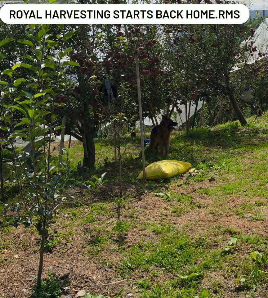 RMS Bakhol Royal Delicious Apple 2026
* Altitude: 7,500 ft (High color, high sugar content, long shelf life)
* Variety: Royal Delicious (Fresh harvest starting now)
* Location: Bakhol, Himachal Pradesh
* Status: Lot bookings open for wholesalers, distributors, and buyers
Available Lot Details & Specifications