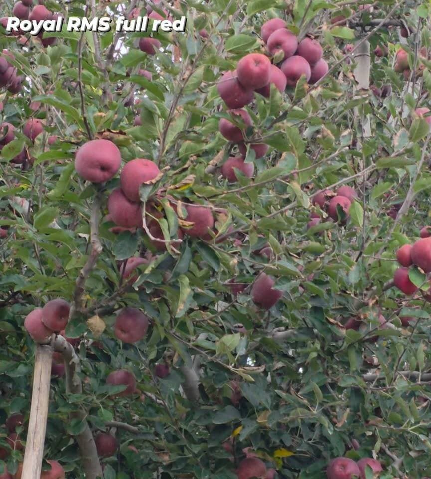 Royal RMS bakhol