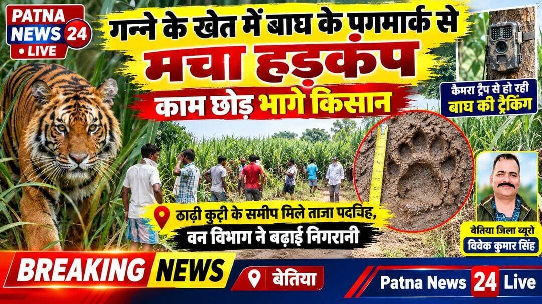 गन्ने के खेत में बाघ के पगमार्क से मचा हड़कंप, काम छोड़ भागे किसान।
ठाढी कुटी के समीप मिले ताजा पदचिह्न, वन विभाग ने बढ़ाई निगरानी
कैमरा ट्रैप से हो रही बाघ की ट्रैकिंग
बेतिया/वाल्मीकिनगर:- वाल्मीकि टाइगर रिजर्व (वीटीआर) के वाल्मीकिनगर रेंज से सटे थाड़ी गांव में बाघ की दस्तक ने ग्रामीणों की चिंता बढ़ा दी है। मंगलवार को थाड़ी कुटी के समीप जंगल की सीमा से सटे गन्ने के खेत में बाघ के पगमार्क मिलने से इलाके में दहशत फैल गई। खेतों में काम कर रहे किसानों ने पगमार्क देखे तो कई लोग अपना सामान छोड़कर सुरक्षित स्थानों की ओर निकल गए। पगमार्क मिलने की सूचना पर वन विभाग की टीम तत्काल मौके पर पहुंची और पदचिह्नों की जांच की। वनकर्मियों ने पगमार्क के आधार पर क्षेत्र में बाघ की मौजूदगी की पुष्टि की। इसके बाद टीम ने बाघ की गतिविधियों को ट्रैक करना शुरू कर दिया है। विभाग की ओर से क्षेत्र में निगरानी बढ़ाने के साथ कैमरा ट्रैप भी लगाए जा रहे हैं।ग्रामीणों का दावा है कि आसपास के इलाके में बाघ ने एक बछड़े का शिकार भी किया है। हालांकि, वन विभाग ने इसकी आधिकारिक पुष्टि नहीं की है। ग्रामीणों को आशंका है कि भेड़िहारी क्षेत्र में विचरण कर रहा बाघ अब थाड़ी के आसपास पहुंच गया है। जंगल से सटे ऊंचे गन्ने के खेत बाघ के छिपने के लिए अनुकूल माने जाते हैं, जिससे किसानों में मानव-बाघ संघर्ष की आशंका बढ़ गई है।
पुराने हादसे की याद से सहमे ग्रामीण
पगमार्क मिलने के बाद ग्रामीणों को 15 अगस्त की घटना याद आ गई। भेड़िहारी गांव के समीप बाघ के हमले में किसान विजय हालदार की मौत हो गई थी। घटना के बाद वन विभाग ने क्षेत्र में कमांड कैंप स्थापित कर निगरानी अभियान चलाया था।
डिवीजन-2 के डीएफओ विकास अहलावत ने बताया कि बाघ के पगमार्क को फॉलो किया जा रहा है। कैमरा ट्रैप के माध्यम से उसकी गतिविधियों पर नजर रखी जा रही है। वन विभाग की टीम लगातार क्षेत्र में सक्रिय है। विभाग ने ग्रामीणों से अकेले खेतों अथवा जंगल के आसपास नहीं जाने, विशेषकर सुबह-शाम सतर्क रहने और बाघ के दिखने या पगमार्क मिलने पर तत्काल वन विभाग को सूचना देने की अपील की है।