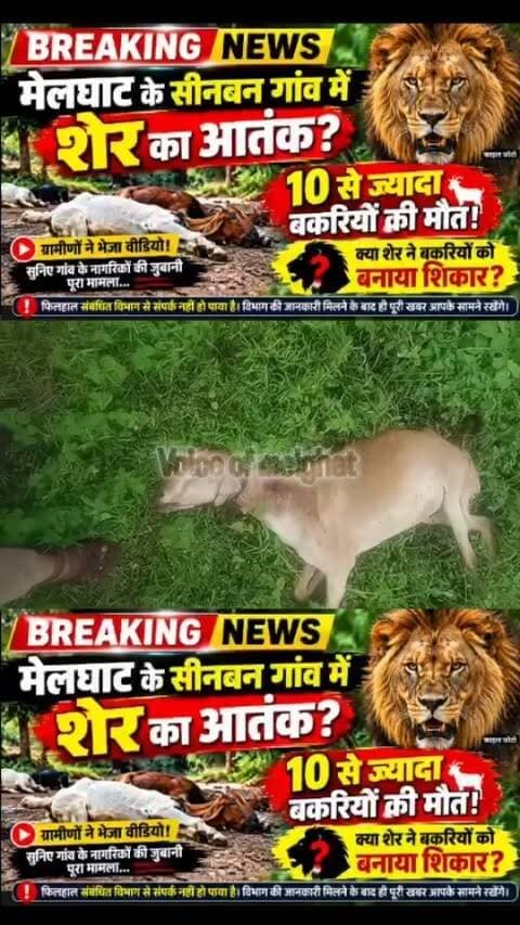 मेलघाट के सीनबन में शेर का आतंक?
10 से ज्यादा बकरियों की मौत, ग्रामीणों ने भेजा वीडियो!
❓ क्या शेर ने बकरियों को बनाया शिकार?
सुनिए सीनबन गांव के नागरिकों की जुबानी पूरा मामला...
फिलहाल संबंधित विभाग से पुष्टि नहीं हुई है। विभाग की जानकारी मिलने के बाद ही पूरी खबर सामने रखेंगे।
#dharni #melghat #breakingnews #viralnews #amravati