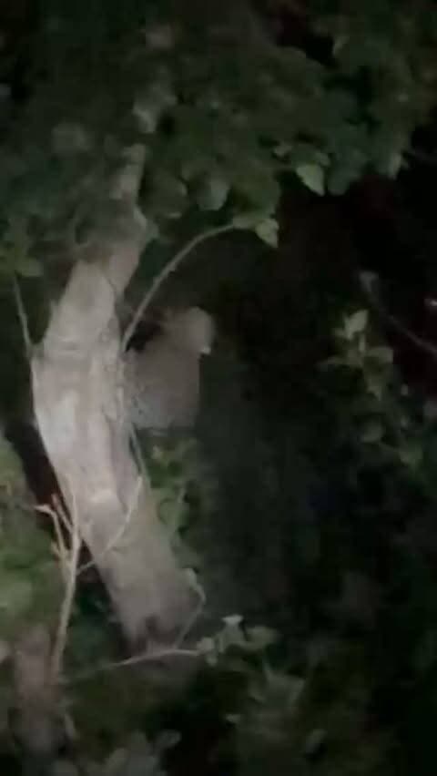 कान्हा नेशनल पार्क के सरही गेट के समीप रहवासी इलाके में पहुंचा तेंदुआ, वीडियो सोशल मीडिया में वायरल