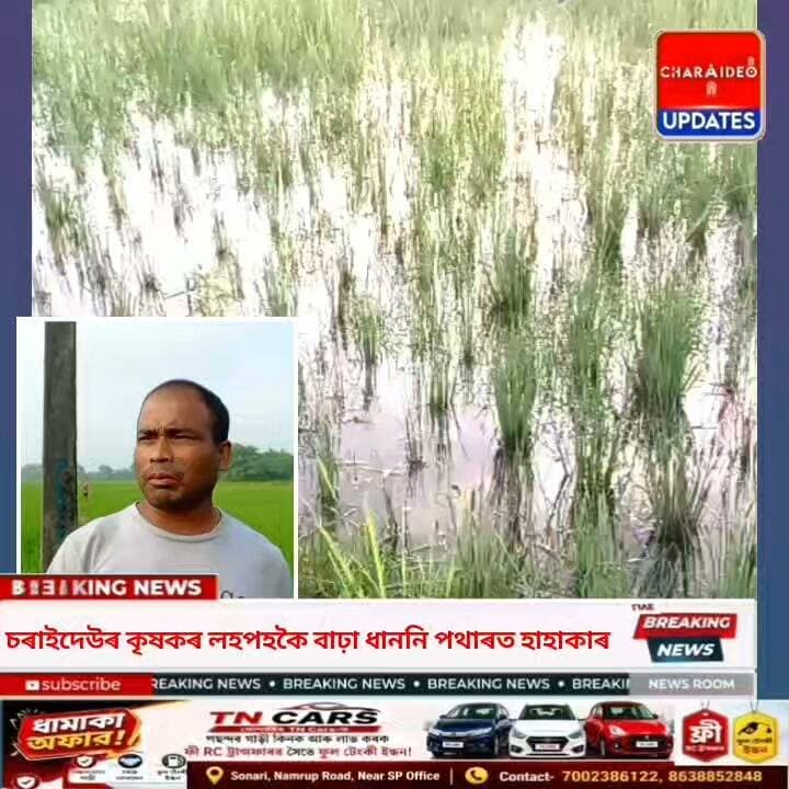 ♦️পানী শুকাল, আশা মৰহিল: চৰাইদেউৰ কৃষিভূমিত শূৰপোকৰ চৰম তাণ্ডৱ।
♦️বানৰ পাছত এতিয়া শূৰপোকৰ উপদ্ৰৱ: চৰাইদেউৰ কৃষকৰ লহপহকৈ বাঢ়ি অহা ধাননি পথাৰত হাহাকাৰ
