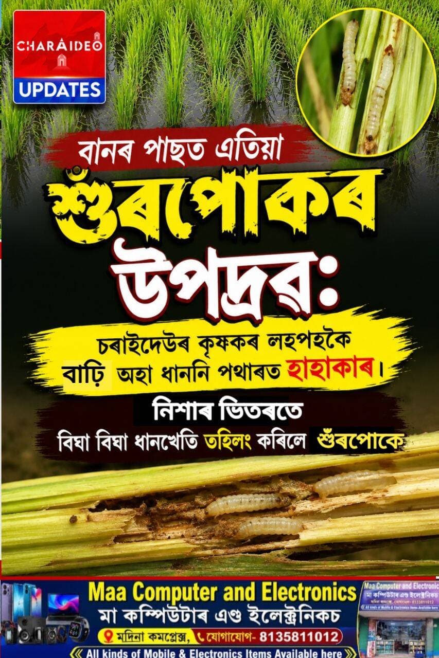 ♦️বানৰ পাছত এতিয়া শূৰপোকৰ উপদ্ৰৱ: চৰাইদেউৰ কৃষকৰ লহপহকৈ বাঢ়ি অহা ধাননি পথাৰত হাহাকাৰ