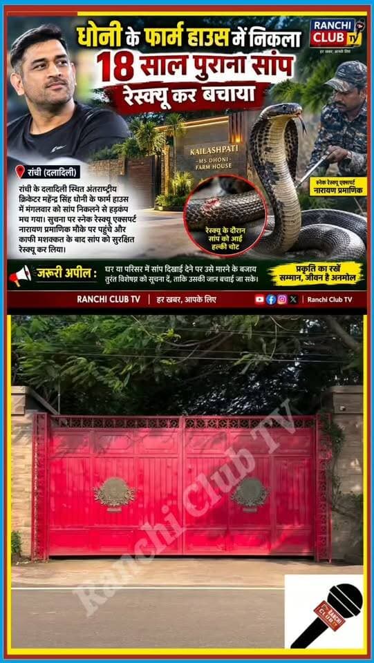 धोनी के Farm House में निकला 18 साल पुराना सांप ! MS Dhoni Ranchi Snake Rescue
#MSDhoni #Dhoni #DhoniFarmHouse #Ranchi #RanchiNews