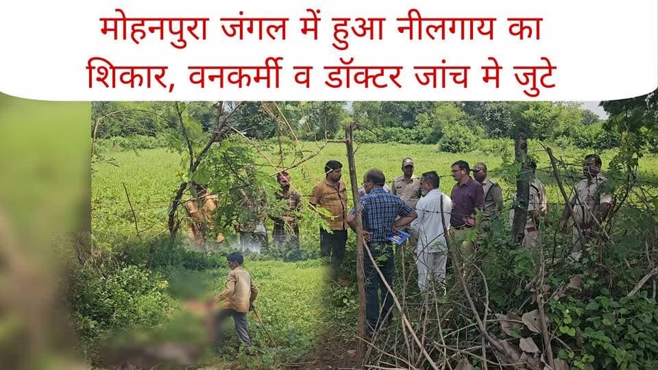 मोहनपुरा जंगल में हुआ नीलगाय का शिकार, वनकर्मी व डॉक्टर जांच मे जुटे.. #news #bigbreaking #mpnews #hunting #forest हमारा टीकमगढ़ TheBharat/द भारत Public Hindi panchayat- हिंदी पंचायत Collector Tikamgarh The Bundelkhand Top Public Tikamgarh Jansampark Madhya Pradesh